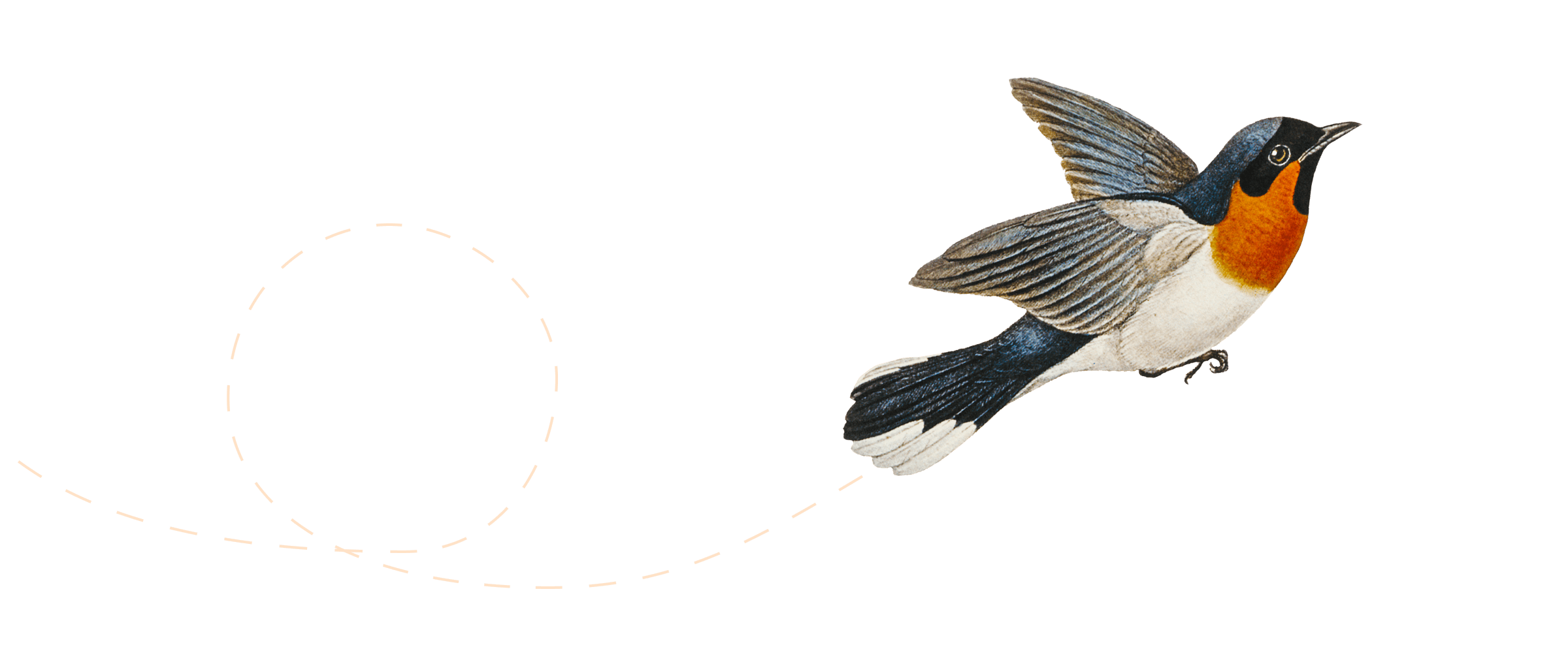 Il·lustració d'un ocell volant.